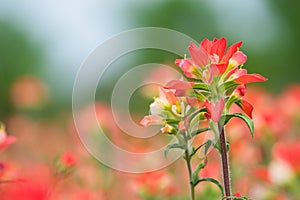Indian Paintbrush wildflower closeup photo