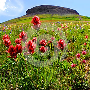 Indian Paintbrush Wildflowers and Table Mountain Tablerock Peak