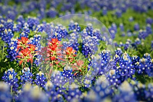 Indian Paintbrush wildflowers and Texas bluebonnets