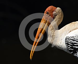 Indian Painted Stork