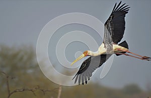 Indian Painted stork or Mycteria Leucocephala in flight in Keoladeo national park also known as Bharatpur bird sanctuary photo