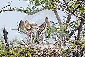 Indian painted storks