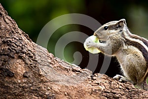 The indian palm squirrel also known as the chipmunk eating its and posing to the camera on the trunk in a nice background