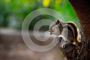 The indian palm squirrel also known as the chipmunk in its natural habitat