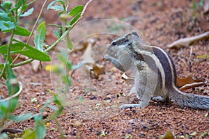 An Indian Palm Squirrel or also known as Rodent  or Chipmunk eating flowers in the garden