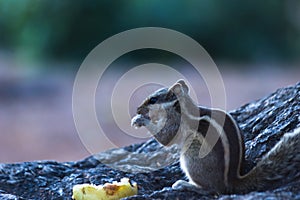 An Indian Palm Squirrel or also known as Rodent  or Chipmunk eating on the tree