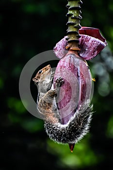 indian palm Squirrel in banana flower