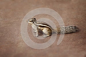 Indian palm squirrel on brown background