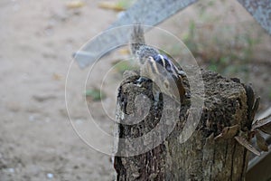 Indian palm squirrel digging coconut trunk