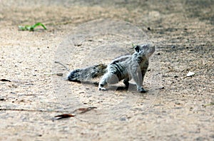 Indian palm squirrel on dry sand ground