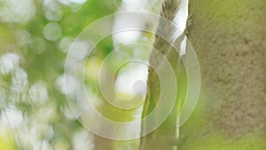 Indian palm squirrel feeding in tree. India. Indian palm squirrel or three-striped palm squirrel - Funambulus palmarum -