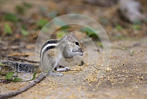 A Indian palm squirrel  ( Funambulus palmarum)