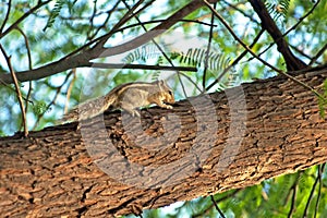 Indian palm squirrel Funambulus palmarum