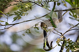 Indian Palm Squirrel - Funambulus palmarum, beautiful squirrel common in Indian woodlands and forests photo