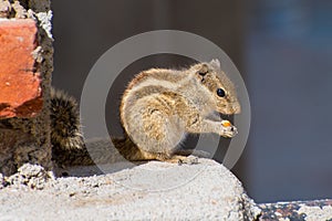 Indian palm squirrel (Funambulus palmarum) eats a nut photo