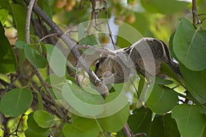 Indian Palm Squirrel Funambulus palmarum Female