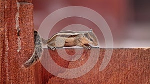 Indian palm squirrel (Funambulus palmarum) on a pink wall. Three-striped palm squirrel