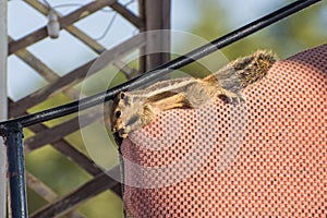 Indian palm squirrel (Funambulus palmarum) relaxes on the top of armchair's backrest