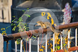 Indian palm squirrel (Funambulus palmarum) on a rooftop's rail among houseplants