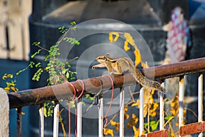 Indian palm squirrel (Funambulus palmarum) on a rooftop's rail among houseplants photo
