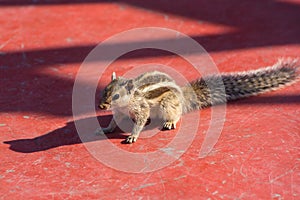 Indian palm squirrel (Funambulus palmarum) sits on red floor photo