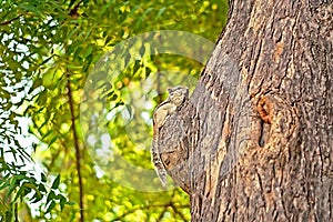 Indian palm squirrel (Funambulus palmarum) photo