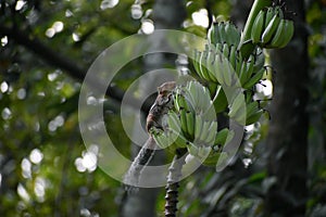 Indian palm squirrel hanging on banana