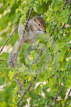 Indian Palm Squirrel, Kaudulla National Park, Sri Lanka