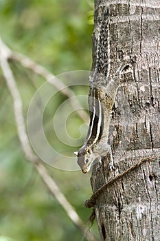 Indian palm squirrel in Minneriya, Sri Lanka