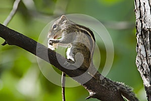 Indian palm squirrel in Minneriya, Sri Lanka photo