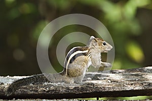 Indian palm squirrel in Minneriya, Sri Lanka photo