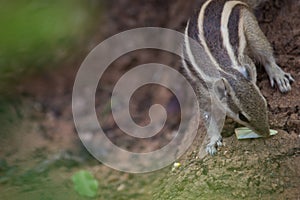 Indian Palm Squirrel or Rodent or also known as the chipmunk looking for food on the ground