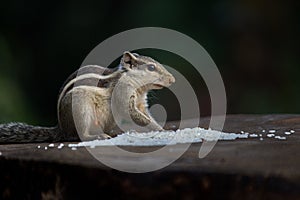 The indian palm squirrel or Rodent or also known as the chipmunk on the rock eating grains