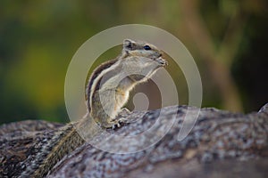 Indian Palm Squirrel or Rodent or also known as the chipmunk sitting on the rock
