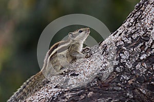 Indian Palm Squirrel or Rodent or also known as the chipmunk sitting on the rock