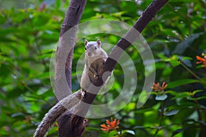 Indian Palm Squirrel or Rodent or also known as the chipmunk sitting on the tree trunk