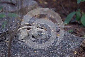 Indian Palm Squirrel or Rodent or also known as the chipmunk standing firmly on the tree rock