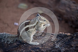 Indian Palm Squirrel or Rodent or also known as the chipmunk standing firmly on the tree rock