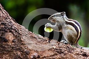 Indian Palm Squirrel or Rodent or also known as the chipmunk standing firmly on the tree trunk and eating