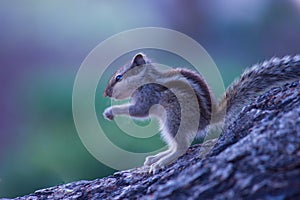The indian palm squirrel or Rodent or also known as the chipmunk on the tree trunk