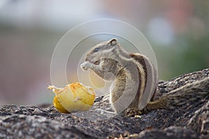 The indian palm squirrel or Rodent or also known as the chipmunk on the tree trunk