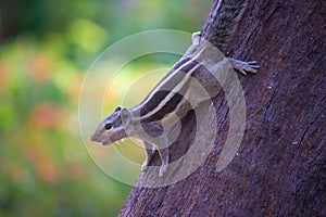 The indian palm squirrel or Rodent or also known as the chipmunk on the tree trunk