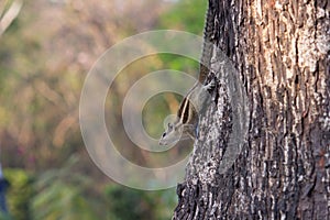 Indian Palm Squirrel or Rodent or also known as the chipmunk on the tree trunk