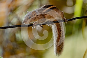 Indian palm squirrel sitting on branch isolated on green