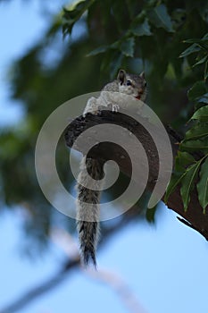 Indian palm squirrel sitting on tree.