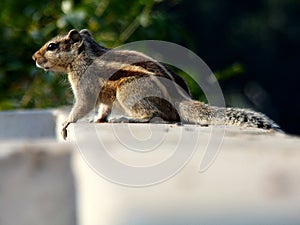 The Indian palm squirrel or three-striped palm squirrel