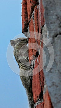 The Indian palm squirrel or three-striped palm squirrel Funambulus palmarum or gilehri in India