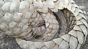 Indian pangolin or anteater or Kidikhau Manis crassicaudata