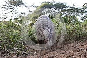 Indian pangolin or anteater or Kidikhau Manis crassicaudata in late evening passes by camera trap