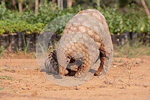 Indian Pangolin or Anteater Manis crassicaudata one of the most trafficked wildlife species